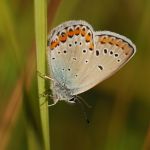 Modrásek podobný - Plebejus argyrognomon ♂, Milovice (VII, 2009)