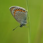 Modrásek podobný - Plebejus argyrognomon ♂, Ralsko (VI, 2009)