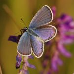 Modrásek podobný - Plebejus argyrognomon ♂, Ralsko (VII, 2009)