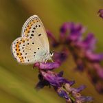 Modrásek podobný - Plebejus argyrognomon ♂, Ralsko (VII, 2009)