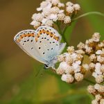 Modrásek podobný - Plebejus argyrognomon ♂, Ralsko (VII, 2009)