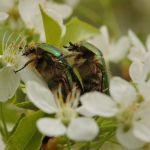 Zlatohlávek zlatý (Cetonia aurata)