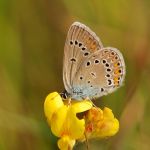 Modrásek ušlechtilý - Polyommatus amandus ♀, Ralsko (VI, 2008)