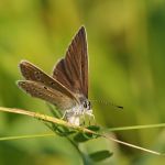 Modrásek ušlechtilý - Polyommatus amandus ♀, Ralsko (VI, 2008)