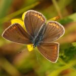 Modrásek ušlechtilý - Polyommatus amandus ♀, Ralsko (VI, 2008)