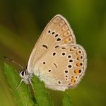 Modrásek ušlechtilý - Polyommatus amandus ♀, Ralsko (VI, 2009)