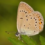 Modrásek ušlechtilý - Polyommatus amandus ♀, Ralsko (VI, 2009)