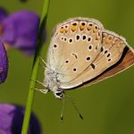 Modrásek ušlechtilý - Polyommatus amandus ♀, Ralsko (VI, 2009)