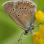 Modrásek ušlechtilý - Polyommatus amandus ♀, Ralsko (VI, 2009)