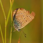 Modrásek ušlechtilý - Polyommatus amandus ♀, Ralsko (VII, 2009)