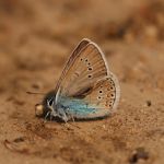 Modrásek ušlechtilý - Polyommatus amandus ♂, Milovice (VI, 2009)