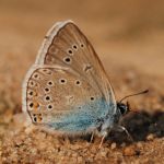 Modrásek ušlechtilý - Polyommatus amandus ♂, Milovice (VI, 2009)