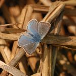 Modrásek ušlechtilý - Polyommatus amandus ♂, Ralsko (VI, 2008)