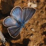 Modrásek ušlechtilý - Polyommatus amandus ♂, Ralsko (VI, 2009)