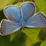 Modrásek ušlechtilý - Polyommatus amandus ♂, Ralsko (VI, 2009)