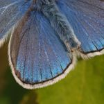 Modrásek ušlechtilý - Polyommatus amandus ♂, Ralsko (VI, 2009)