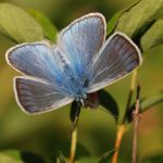 Modrásek ušlechtilý - Polyommatus amandus ♂, Ralsko (VI, 2009)