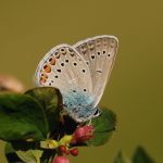 Modrásek ušlechtilý - Polyommatus amandus ♂, Ralsko (VI, 2009)