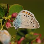 Modrásek ušlechtilý - Polyommatus amandus ♂, Ralsko (VI, 2009)