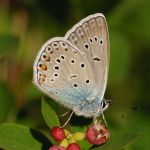 Modrásek ušlechtilý - Polyommatus amandus ♂, Ralsko (VI, 2009)