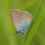 Modrásek ušlechtilý - Polyommatus amandus ♂, Ralsko (VII, 2009)