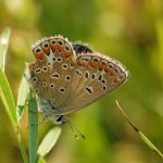 Modrásek vičencový - Polyommatus thersites ♀, Kurdějov (VII, 2009)