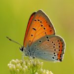 Ohniváček černočárný - Lycaena dispar ♂, Drahy (VIII, 2009)