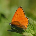 Ohniváček černočárný - Lycaena dispar ♂, NP Podyjí (V, 2007)