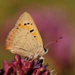 Ohniváček černokřídlý - Lycaena phlaeas, Kurdějov (VII, 2009)