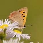 Ohniváček černokřídlý - Lycaena phlaeas, Milovice (VI, 2007)