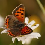 Ohniváček černokřídlý - Lycaena phlaeas, Prachov (VII, 2007)