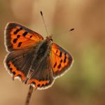 Ohniváček černokřídlý - Lycaena phlaeas, Prachov (VII, 2007)