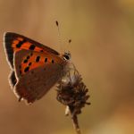 Ohniváček černokřídlý - Lycaena phlaeas, Prachov (VII, 2007)