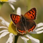 Ohniváček černokřídlý - Lycaena phlaeas, Prachov (VII, 2007)