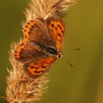 Ohniváček černokřídlý - Lycaena phlaeas, Ralsko (VIII, 2010)