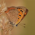 Ohniváček černokřídlý - Lycaena phlaeas, Ralsko (VIII, 2010)