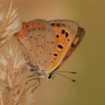 Ohniváček černokřídlý - Lycaena phlaeas, Ralsko (VIII, 2010)