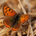 Ohniváček černokřídlý - Lycaena phlaeas, Střevač (IX, 2009)