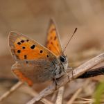 Ohniváček černokřídlý - Lycaena phlaeas, Zahrady pod Hájem (VI, 2007)