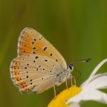 Ohniváček modrolemý - Lycaena hippothoe ♀, Ralsko (VI, 2008)