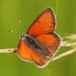 Ohniváček modrolemý - Lycaena hippothoe ♂, Bílé Karpaty (VI, 2008)