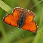 Ohniváček modrolemý - Lycaena hippothoe ♂, Ralsko (V, 2009)