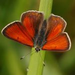 Ohniváček modrolemý - Lycaena hippothoe ♂, Ralsko (V, 2009)