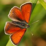 Ohniváček modrolemý - Lycaena hippothoe ♂, Ralsko (V, 2009)