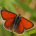 Ohniváček modrolemý - Lycaena hippothoe ♂, Ralsko (V, 2009)