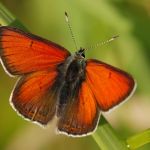 Ohniváček modrolemý - Lycaena hippothoe ♂, Ralsko (V, 2009)