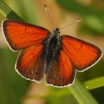 Ohniváček modrolemý - Lycaena hippothoe ♂, Ralsko (V, 2009)