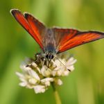 Ohniváček modrolemý - Lycaena hippothoe ♂, Ralsko (VI, 2008)