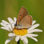 Ohniváček modrolemý - Lycaena hippothoe ♂, Ralsko (VI, 2008)