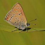 Ohniváček modrolemý - Lycaena hippothoe ♂, Ralsko (VI, 2009)